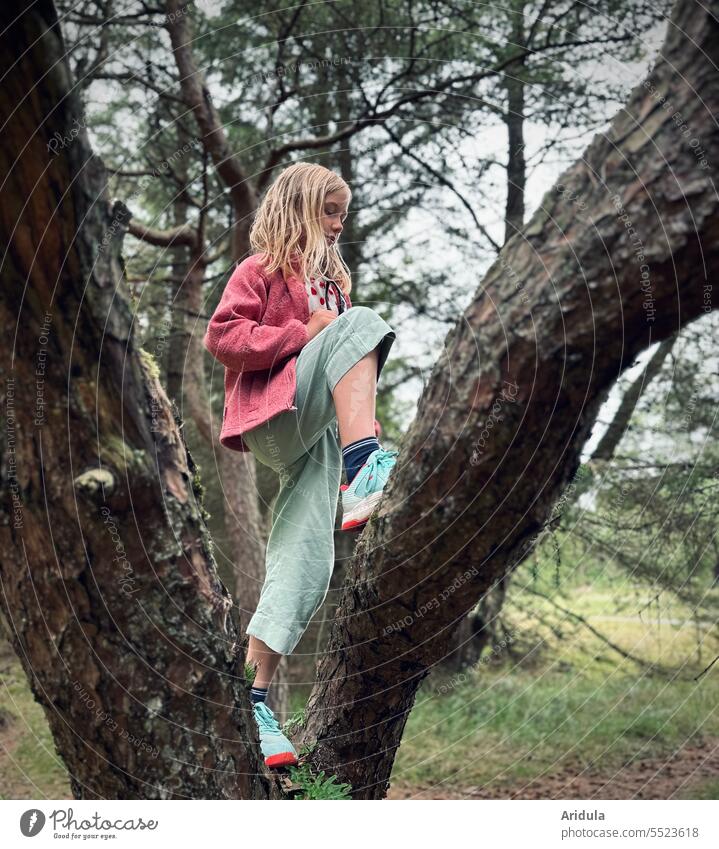 Kind klettert auf eine Kiefer im Wald klettern Natur Kindheit Spielen spielen Bewegung Klettern Mensch Mädchen Abenteuer Herbst Baumstamm