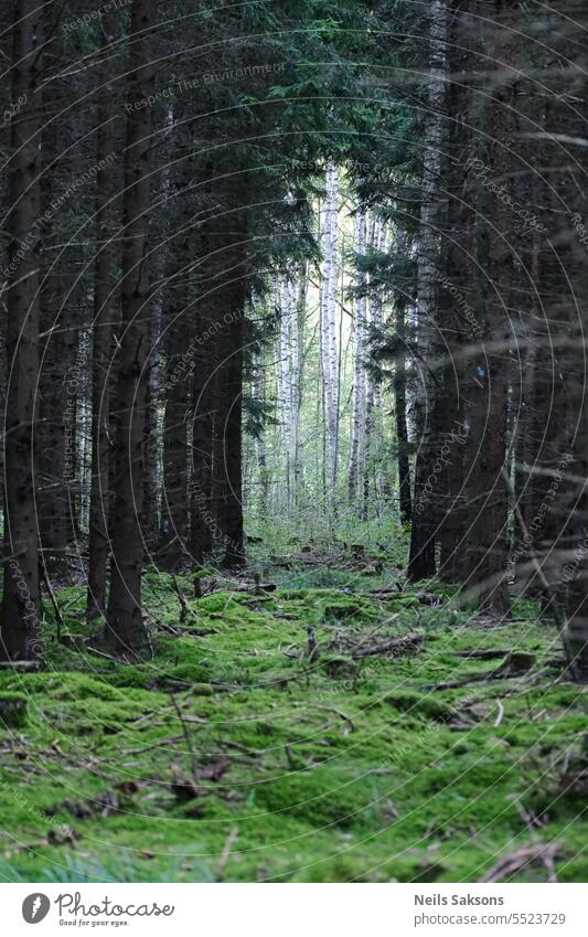 hoffnungsvoll weiß durch dunkelgrün düster Birke Fichte Moos Wald Perspektive Stollen Hoffnung scharfe Bäume Gefahr Lettland Landschaft nadelhaltig weiße Birke