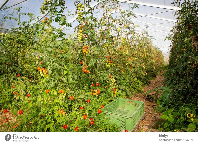 Gewächshaus mit Tomaten . biologisch angebaut Biotomaten Biologische Landwirtschaft Tomatenpflanzen organisch Gesunde Ernährung Bioprodukte Nachhaltigkeit
