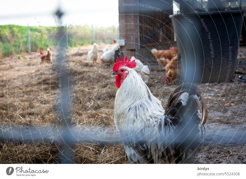 Hühnerhaltung mit Hahn im Freiland Freilandhaltung biologische Landwirtschaft Geflügel freilaufend artgerecht Tierhaltung Federvieh Bauernhof Bioprodukte