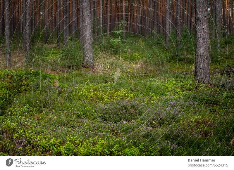 Kiefernwald mit Heide und Blaubeerenstäucher im Herbst Wald Heidekrautgewächse herbstlich Naturerlebnis Landschaft Ochsenberg Außenaufnahme grün Nadelwald Baum