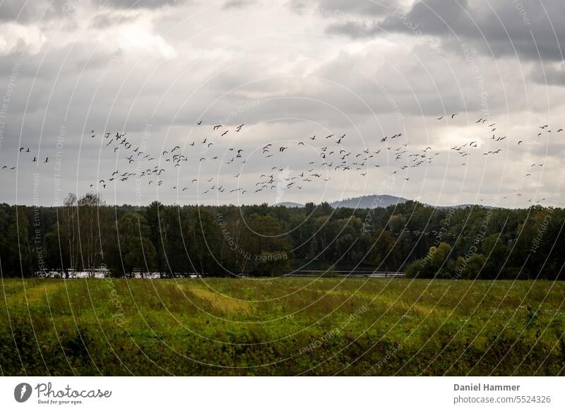 Zugvögel im Herbst über einer Blühwiese. Im Hintergrund Laubwald und ein Berg. Zugvogel Wiese Wald Berge Himmel Wolken fliegen Wildtier Vogelschwarm Schwarm