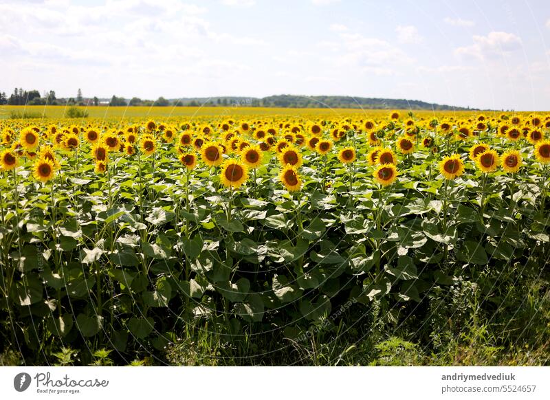 Felder mit blühenden, leuchtenden Sonnenblumen zur Sommerzeit. Botanik. Anbau von Öko-Ölsaaten. Erntezeit in der Landwirtschaft. Sonnenblumenkerne. Bild einer Werbung für Sonnenblumen-Pflanzenöl