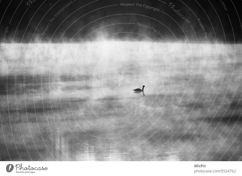 Dampfender See im Morgenlicht mit Silhouette einer Gans Nebelschwaden Wasserdampf dampfender See Menschenleer Wassernebel Landschaft Ferien & Urlaub & Reisen