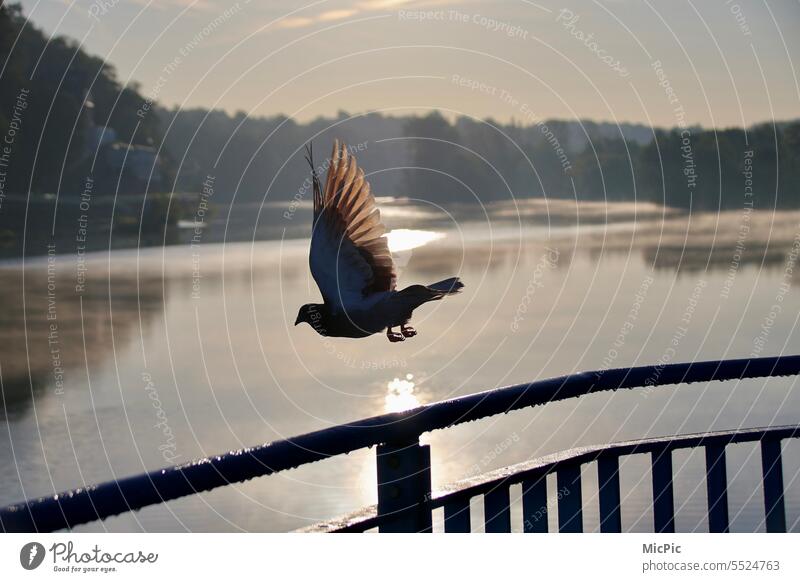 Taube im Abflug Morgensonne See Sonnenlicht Flügel Tier Außenaufnahme fliegen Vogel Vogelflug Feder Abheben - Aktivität Natur Freiheit Silhouette frei Bewegung