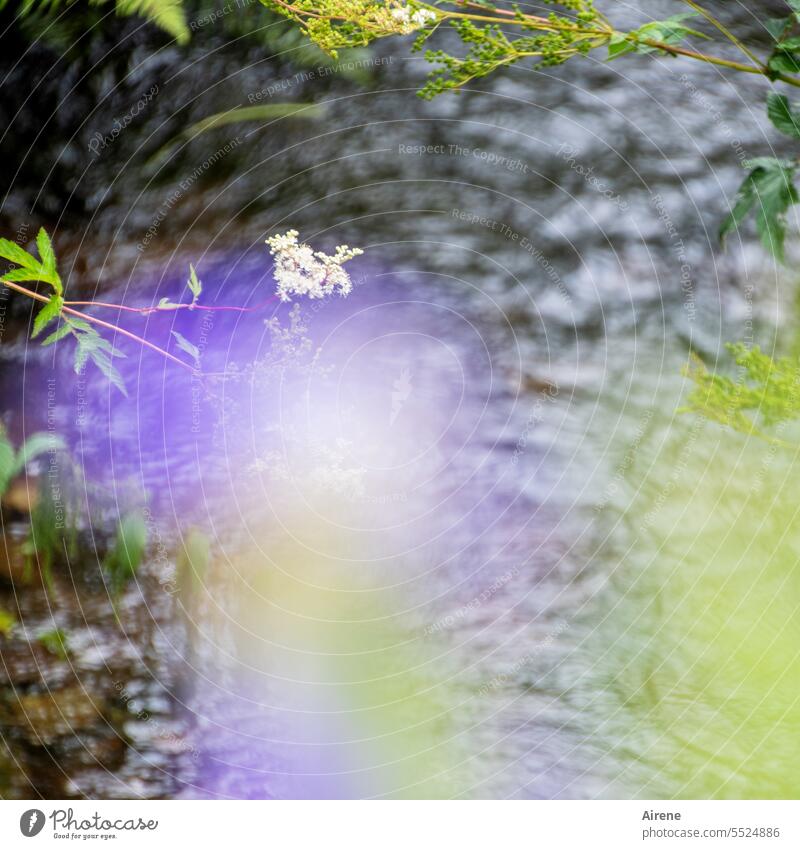 lila Träumerei am schwarzen Fluss Wasser Ruhe Blumen grün Natur geringe Tiefenschärfe Ufer ruhig violett dunkel Auwald Flussufer natürlich fließen langsam Bach