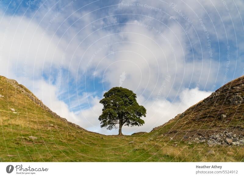 Sycamore Gap auf dem Hadrian's Wall Trail in Northumberland, UK Platane Lücke Baum einsam Hadrianswall Römer Erbe northumberland England Großbritannien gefällt