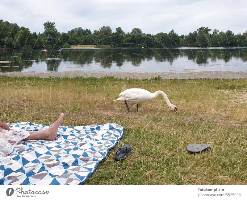 Schwan nähert sich einer Picknickdecke und deren Bewohner Decke See Fuß Sandalen Picknicksdecke Tier Vogel Wasser Schwimmen & Baden Mensch und Tier Badeurlaub