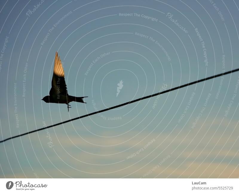 Drahtseilakt - Elegante Überquerung Schwalbe Vogel Flug fliegen Vogel im Flug Schwalbenschwanz Schwalbe im Flug überqueren Vogelbeobachtung Flügel Sonnenlicht