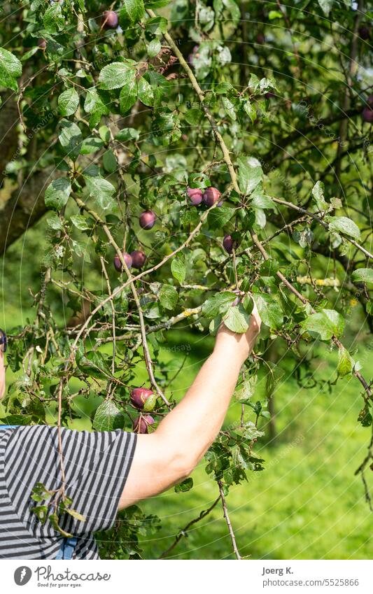 eine Frau entdeckt beim Wandern einen Obstgarten und pflückt eine Pflaume wandern Obstgärten im Freien Baum Pflaumenbaum Außenaufnahme Menschenleer Pflanze
