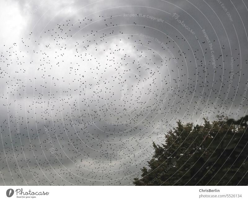 Schwarz-weiß Foto mit Himmel, Baum und Starenschwarm Scgwarm Schwarm Vogel Tier Außenaufnahme fliegen Natur Menschenleer Umwelt Wildtier Vogelschwarm Vogelflug