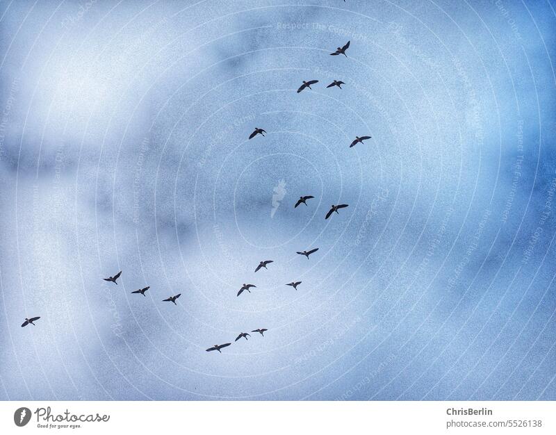 Blick in den blauen Himmel mit Gänseschwarm blauerhimmel Natur Landschaft wolken Vögel freiheit Spätsommer herbst Vogelzug