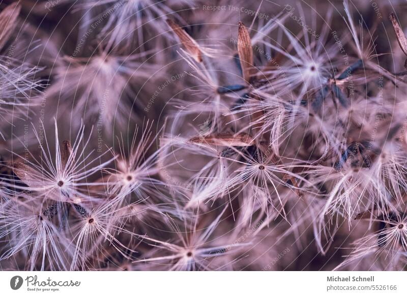 Makroaufnahme: Pflanze ähnlich der Pusteblume Achänen Schirmflieger Flugschirm pappus Samen Detailaufnahme Schwache Tiefenschärfe Leichtigkeit zart leicht weich
