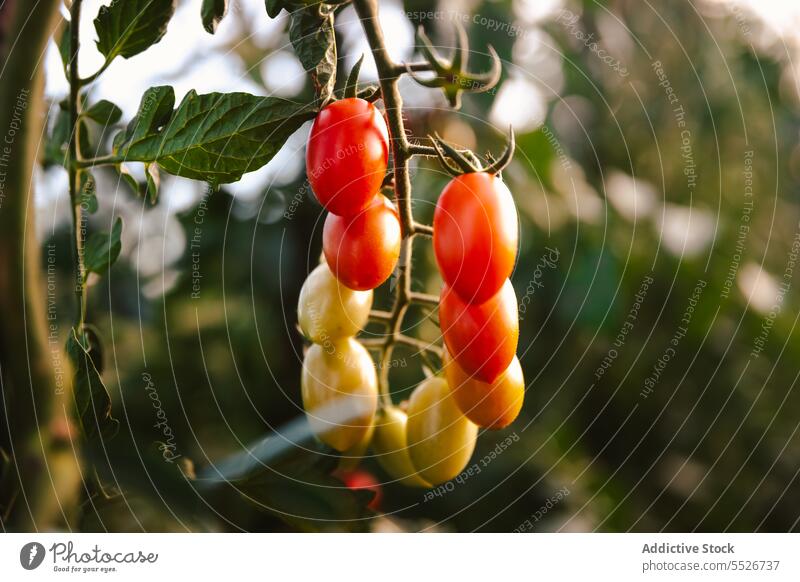 Tomatenstrauß an der Pflanze Ast Wachstum Garten sonnig tagsüber Ackerbau Lebensmittel Gemüse frisch organisch natürlich Gesundheit Haufen erhängen Vegetation