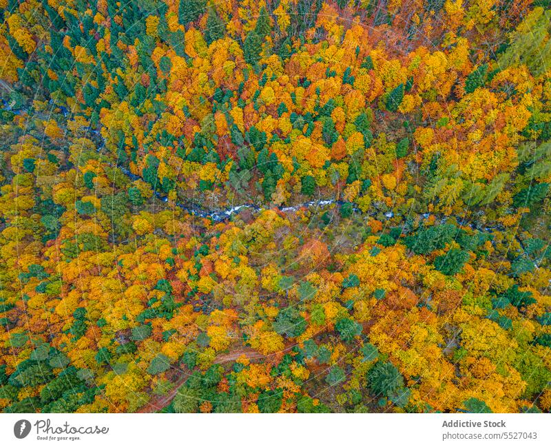 Herbstwald mit bunten Bäumen Wald Baum Wälder Natur Pflanze Waldgebiet wachsen fallen farbenfroh Laubwerk Flora Umwelt dicht mehrfarbig Landschaft vegetieren