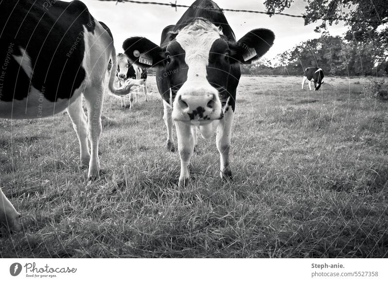 Neugierige Kuh Kuhherde Landwirtschaft Wiese Weide Landleben Herde Rinderhaltung Milchkuh Tiergruppe Nutztier Viehzucht Tierporträt Schwarzweißfoto Gras