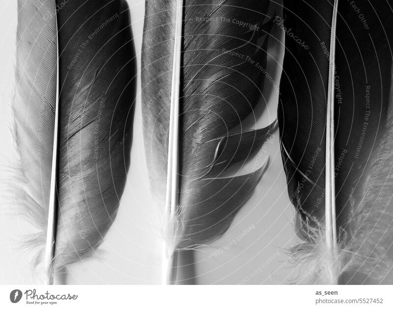 Federn drei Schwarz-Weiß-Fotografie Federkiel Vogel Sammlung schwarz Gefieder gesammelt Reihe in Reih und Glied Strukturen & Formen Variation Natur Nahaufnahme