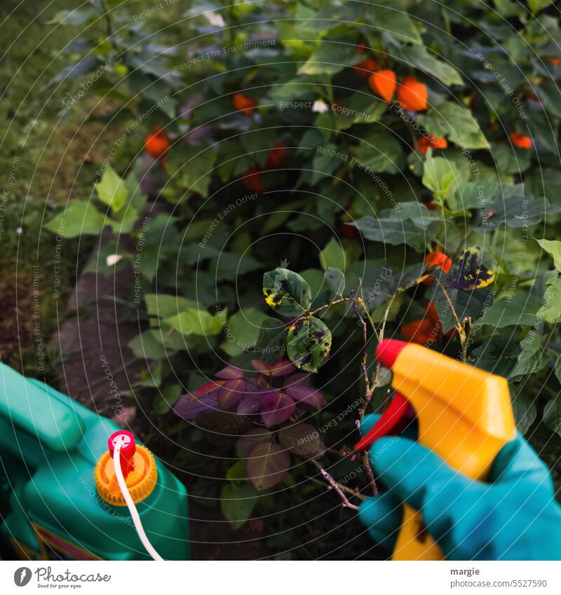 Schädlingsbekämpfung im Garten Pflanzen sprühen spritzen Außenaufnahme Düse Schädlingsbefall Physalis Lampionblume