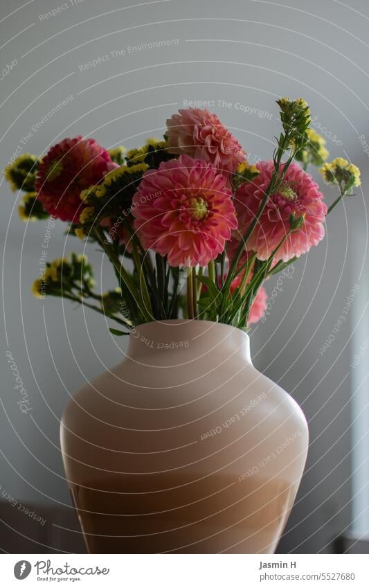 Dahlien in Vase pink Blumenstrauß Dekoration & Verzierung Farbfoto Blüte schön Menschenleer Vase mit Blumen Innenaufnahme Blühend Natur dekorativ