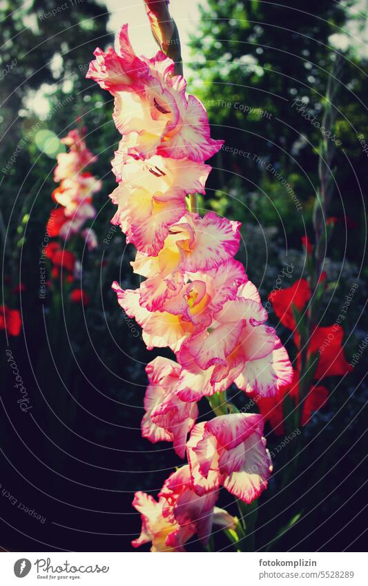 Gladiole Gladiolen Schwertliliengewächse Blüte Blume Pflanze Natur Garten Blühend Nahaufnahme Sommer rotweiß blühend leuchten leuchtend pink schön Schwertblumen