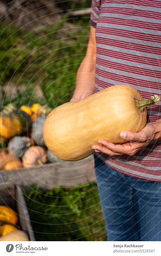 Ein Mann hält einen Butternusskürbis in den Händen Herbst Gemüse organisch frisch Ernte Ackerbau Bauernhof grün Vegetarier roh reif Kürbis - Gemüse draußen
