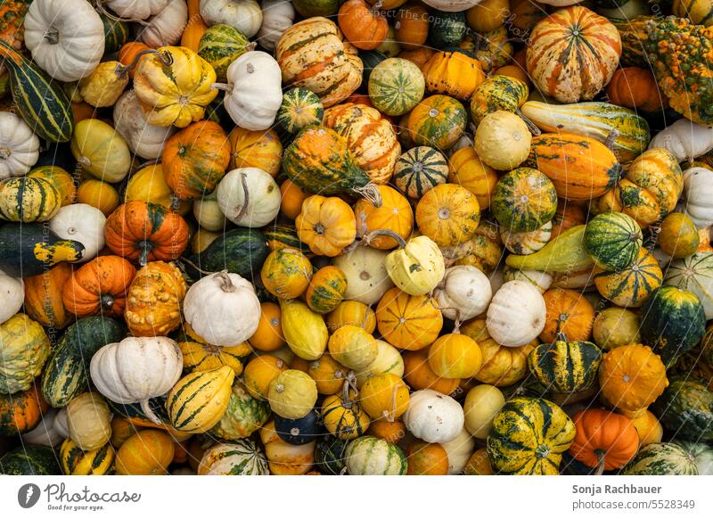 Draufsicht auf bunte Kürbisse Herbst Hintergrund saisonbedingt Erntedankfest Halloween Oktober Dekoration & Verzierung orange Gemüse Lebensmittel Feiertag