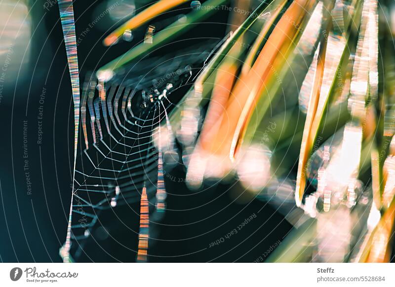 ein Spinnennetz in Tannennadeln Farben Lichtreflexe glänzend Farbenspiel durcheinander Lichteffekte freudig Lichtschein Lichtspuren Naturlicht anders abstrakt
