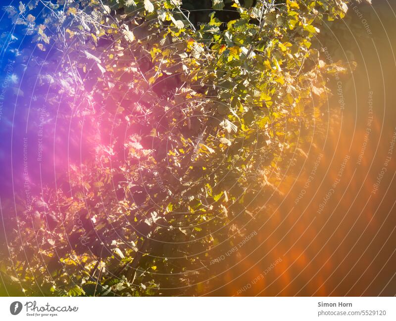 Blätterwald in intensiver Färbung Verfärbung Gebüsch Farben Herbst Überlagerung Laub Farbstimmung bunt Blattwerk Herbststimmung Unschärfe Hintergrund