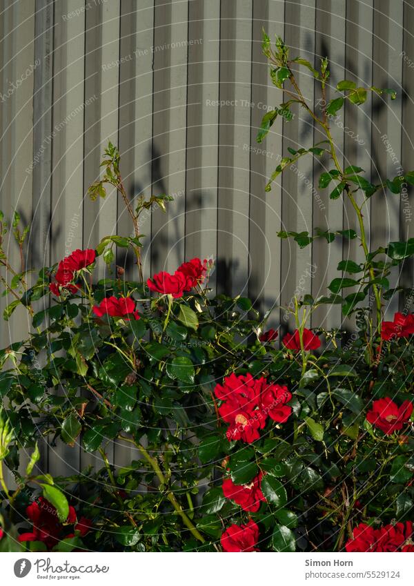Rosengewächs vor Wellblech Rosenblüten Romantik künstliches Licht Blüte Duft Linien Stadtgarten urban gardening Rosengewächse Symbolik