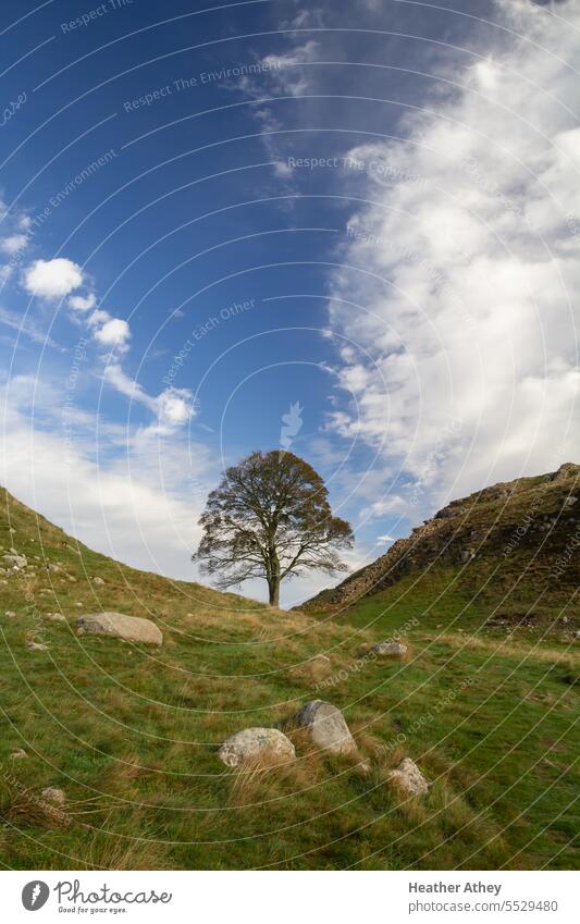 Sycamore Gap auf dem Hadrian's Wall Trail in Northumberland, UK Platane Lücke Baum einsam Hadrianswall Römer Erbe northumberland England Großbritannien gefällt