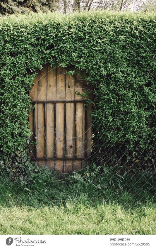 alte Gartentür in einer Hecke versteckt gartentür gartentürchen Hecken Heckenpflanze Tür Holztür grün Versteckt hinter Außenaufnahme Pflanze Natur Gartenarbeit