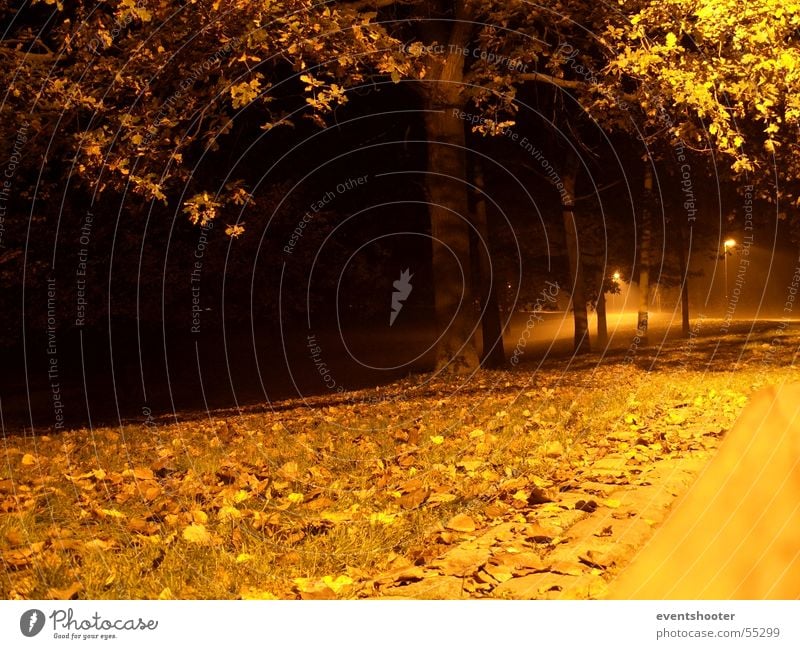 n8park Baum Herbst beruhigend Einsamkeit Heilbronn orange