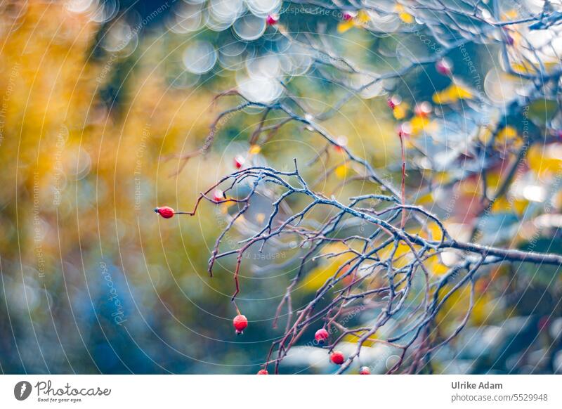 Herbstfarben - Hagebutten auf einem Glitzerbokeh, aufgenommen mit einer Altglaslinse Unschärfe Gegenlicht Sonnenlicht Außenaufnahme vitaminreich natürlich rot