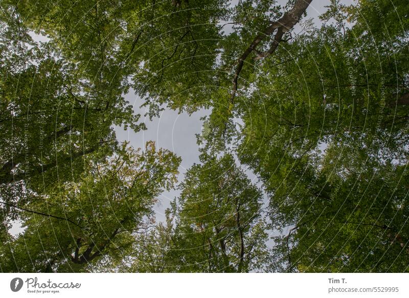 Weltkulturerbe Buchenwald Wald Herbst Brandenburg Natur Menschenleer Farbfoto Umwelt Außenaufnahme Tag Landschaft Baum grün ruhig Pflanze Schönes Wetter