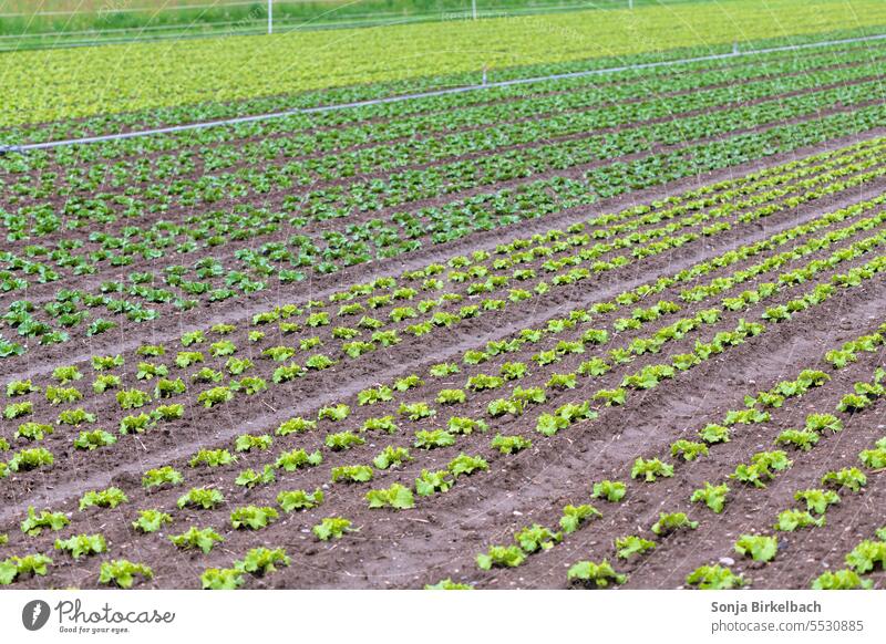 Salat, Salat, Salat.... Gemüse Grünzeug grün Lebensmittel Ernährung Gesundheit frisch Bioprodukte Vegetarische Ernährung gesund lecker Salatbeilage