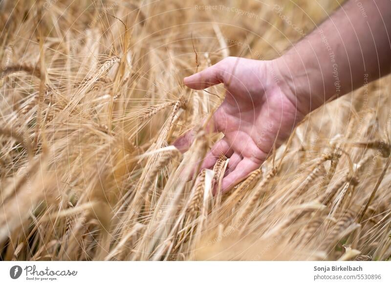 Reif für die Ernte - Mann fährt mit der Hand durch reifen Weizen auf dem Feld Getreide Nahrung Ernährung prüfen Erntedankfest Ähren Lebensmittel Sommer