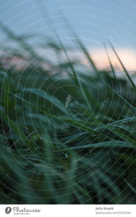 Weites Land | Morgentau Grashalme Wiese am morgen schoenes licht grün Wassertropfen