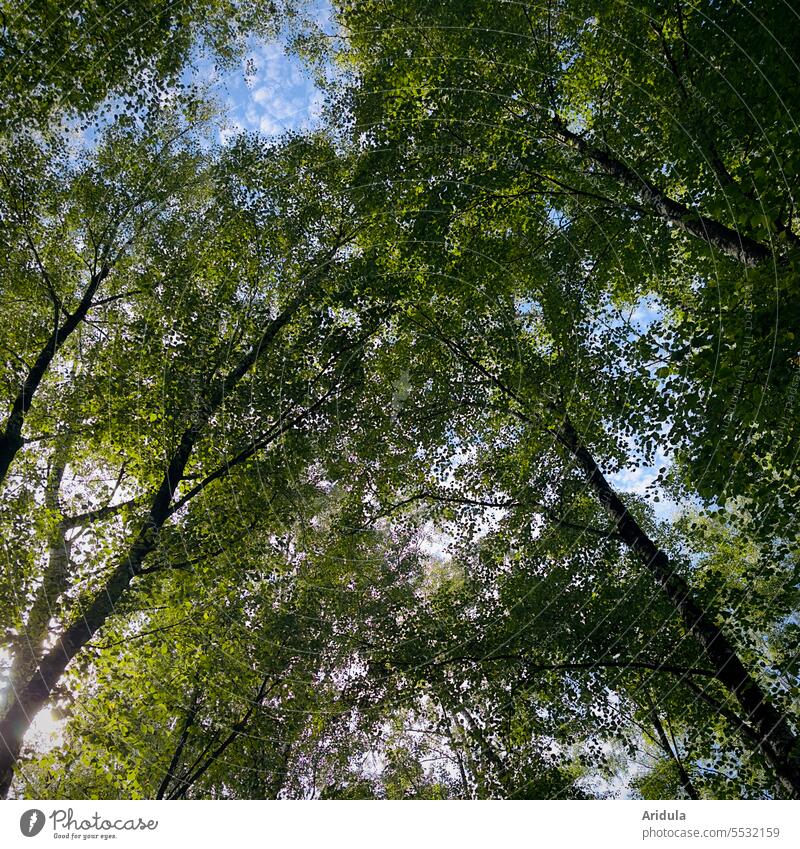 Blick in die grünen Baumkronen vor blauem Himmel mit kleinen weißen Wölkchen Bäume Grün Blätter Froschperspektive Blatt Wald Licht Sonnenlicht Natur Wolken Äste