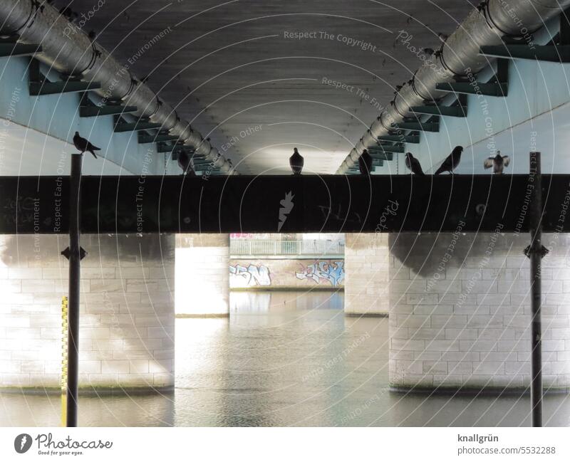 Unter der Brücke Taube Fluss Reflexion & Spiegelung dunkel Treffpunkt Stadt Wasser Architektur Außenaufnahme Menschenleer Bauwerk Farbfoto Stadtzentrum Graffiti