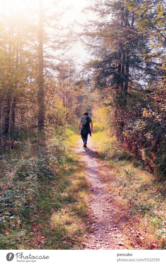 und kam die goldene herbsteszeit… Herbst Landschaft Weg wandern Wald Natur Spaziergang Erholung Bäume Einsamkeit Licht ruhig Waldweg Wärme Sonne Fußweg