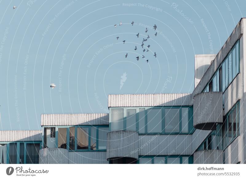 Tauben fliegen im Schwarm über der Stadt Vogelschwarm Vögel Himmel Tiergruppe Vogelflug Haus Wohnblock urban blau Blauer Himmel Wolkenloser Himmel wolkenlos