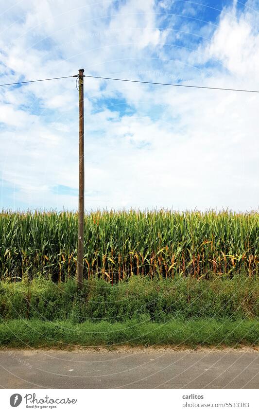 Bioenergie | Strom direkt vom Feld Mais Acker Landwirtschaft Ackerbau Landschaft Natur Umwelt Pflanze Maisfeld Ernte Erneuerbare Energie Kohlenstoff C4 Biogas