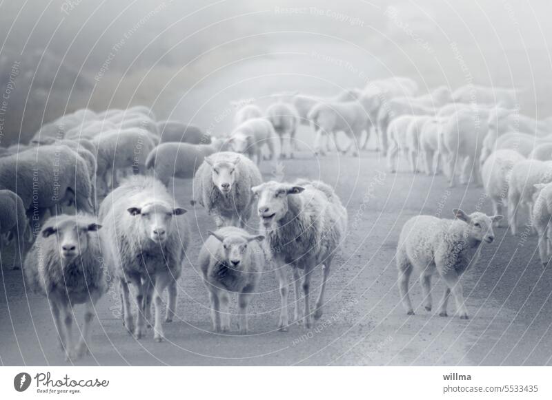 Die Schafwandler Schafe Schafherde Herde Lämmer Nutztier Tiergruppe Straße