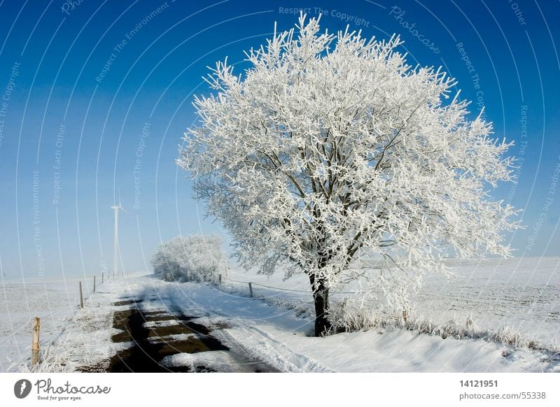 Kalt Winter weiß kalt Baum Schnee Himmel blau