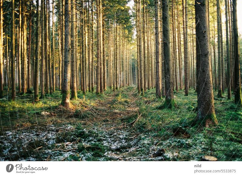 Waldbad – lichter Fichtenwald Farbfoto Natur Außenaufnahme waldbaden Analogfoto Kodak Menschenleer Umwelt Erholung Einsamkeit ruhig Spaziergang Bäume Baumstamm