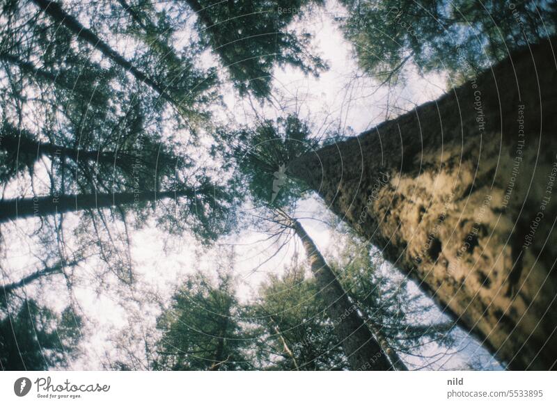 Waldbad – Blick nach oben II Farbfoto Natur Außenaufnahme waldbaden Analogfoto Kodak Menschenleer Umwelt Erholung Urwald Einsamkeit ruhig Spaziergang Bäume