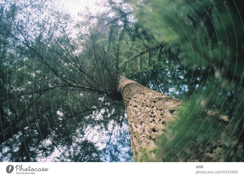 Waldbad – Blick nach oben I Farbfoto Natur Außenaufnahme waldbaden Analogfoto Kodak Menschenleer Umwelt Erholung Urwald Einsamkeit ruhig Spaziergang Bäume
