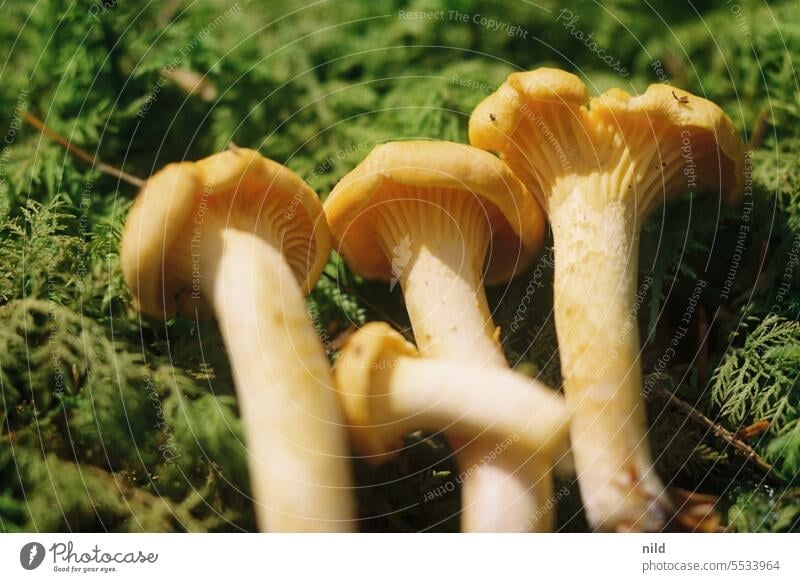 Pfifferlinge – Schwammerlzeit Pilz Lebensmittel Farbfoto Herbst Wald Natur Nahaufnahme Außenaufnahme Schwache Tiefenschärfe Ernährung essbar frisch