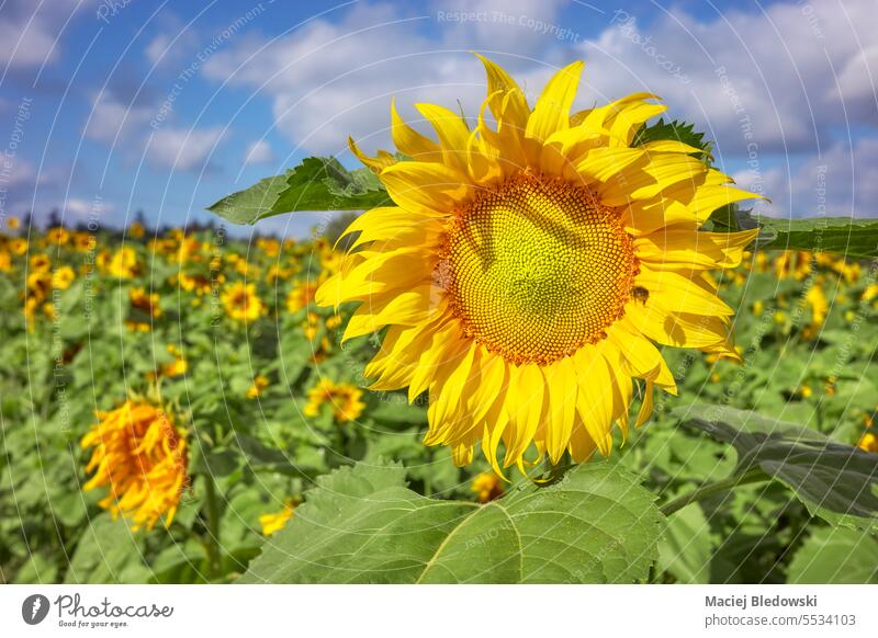 Nahaufnahme einer Sonnenblume auf einem Sonnenblumenfeld, selektiver Fokus. Blume Himmel Natur im Freien Wachstum schön gelb abschließen Blüte Pflanze hell