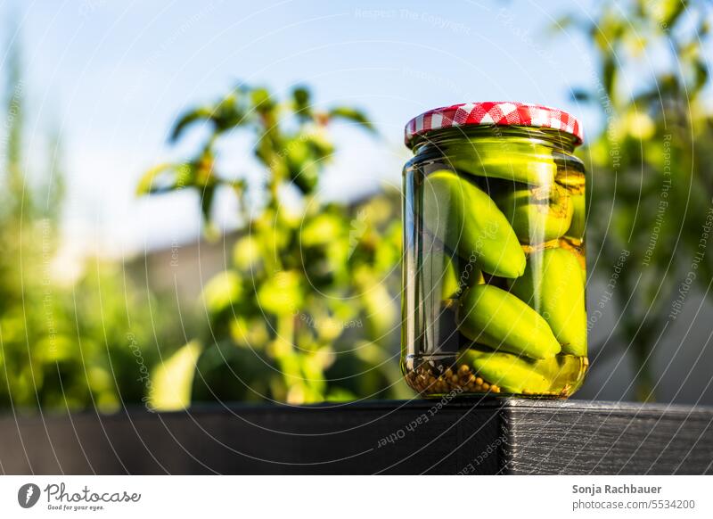 Eingelegt grüne Paprika in einem Einmachglas eingelegt Essig Gemüse selbstgemacht Lebensmittel konserviert Zutaten frisch konservieren organisch